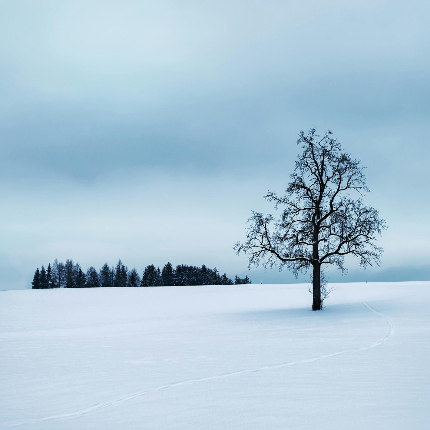 Lonely tree in a snowy field with a clear sky